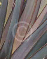 Phormium Border Black