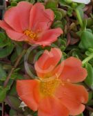 Portulaca Hot Spots