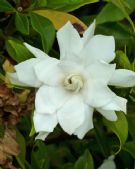 Gardenia jasminoides Four Seasons