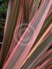 Phormium Maori Chief