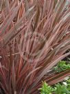 Phormium Maori Chief