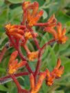 Anigozanthos Kings Park Federation Flame