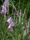 Dierama pendulum