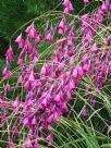 Dierama pendulum