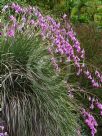 Dierama pendulum