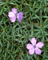 Dianthus erinaceus