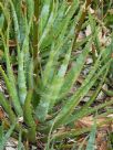 Aloe Andrea's Orange