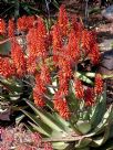 Aloe Big Red