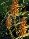 Aloe Copper Shower