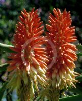 Aloe Diana