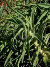 Aloe Diana