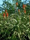 Aloe Diana