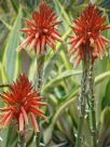 Aloe Gemini