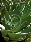 Aloe Outback Orange