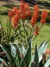 Aloe Outback Orange