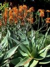 Aloe Outback Orange