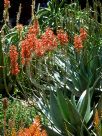 Aloe Outback Orange