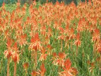 Aloe Topaz