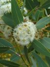 Eucalyptus extrica