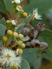 Eucalyptus extrica