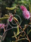 Grevillea petrophiloides magnifica