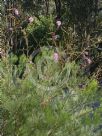 Grevillea petrophiloides magnifica