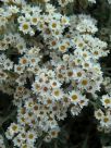 Helichrysum Silver Dome