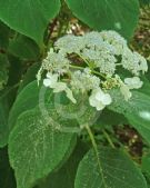 Hydrangea sargentiana