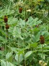 Rudbeckia occidentalis Green Wizard