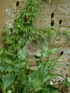 Rudbeckia occidentalis Green Wizard