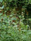 Rudbeckia occidentalis Green Wizard