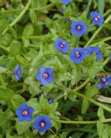 Anagallis arvensis caerulea