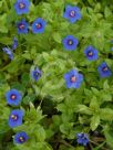 Anagallis arvensis caerulea