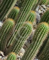 Echinopsis spachiana