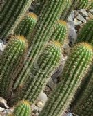 Echinopsis spachiana