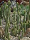 Echinopsis spachiana