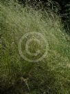 Austrostipa verticillata