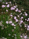 Armeria pungens