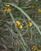 Bossiaea grayi