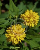 Rudbeckia laciniata Hortensia