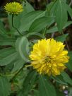 Rudbeckia laciniata Hortensia