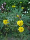 Rudbeckia laciniata Hortensia