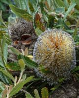 Banksia serrata (prostrate)