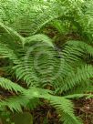 Dryopteris erythrosora