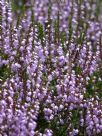 Calluna vulgaris Walter Ingwersen