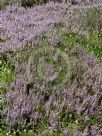 Calluna vulgaris Walter Ingwersen