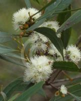 Eucalyptus aenea