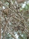 Eucalyptus aenea