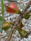 Eucalyptus tetraptera
