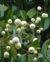 Syzygium pseudofastigiatum
